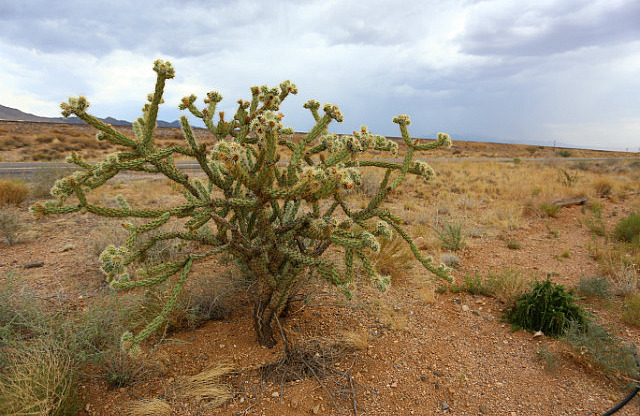 Cactus sur la route 66