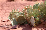 Cactus près Musselman Arch - Canyonlands