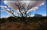 Dans la Mesa Arch Trail - Canyonlands