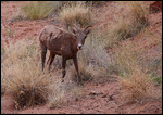 Desert Bighorn sheep dans la Shafer Road