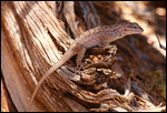 Desert spiny lizard