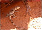 Long nose leopard lizard qui se cache du soleil