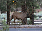 Wapiti a Grand Canyon Village