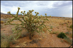 Cactus sur la route 66