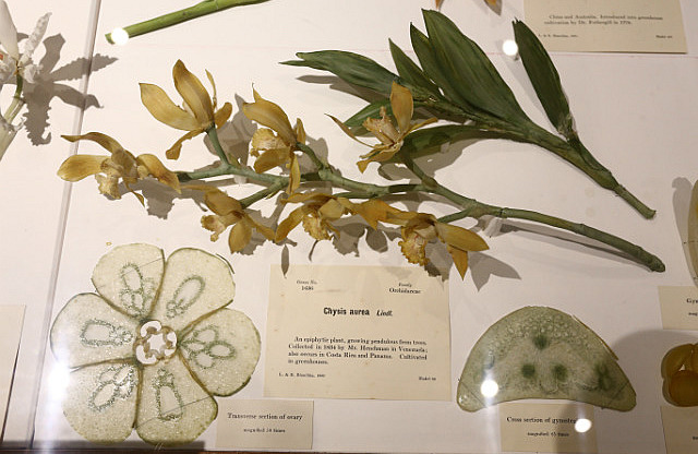 Fleur de verre au musée d'histoire naturelle