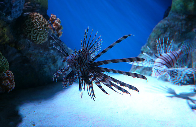 Lion fish à la New England Aquarium