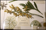Fleur de verre au musée d'histoire naturelle