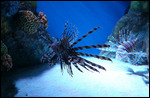 Lion fish à la New England Aquarium