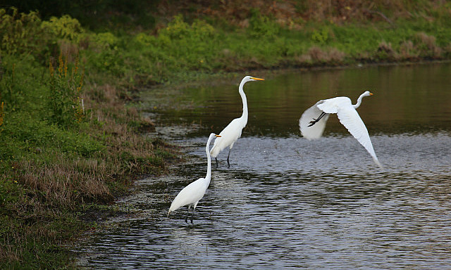 Oiseaux à proximités de la maison