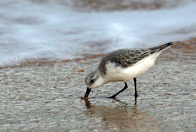 Sandpiper