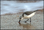 Sandpiper