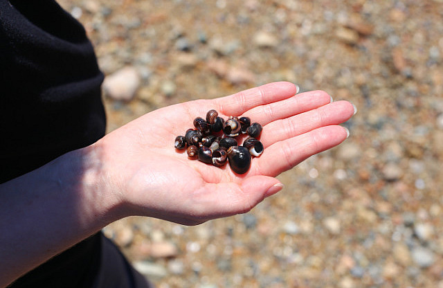 Quelques coquilles d'escargots à Gloucester