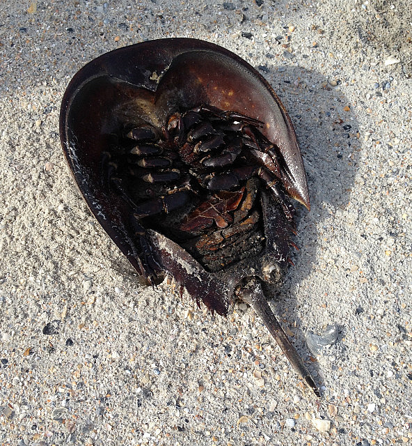 Crabe sabot sur la plage de Fernandina