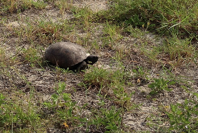 Petite tortue de mer