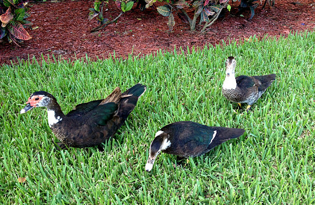 Canards à notre hôtel de Homestead