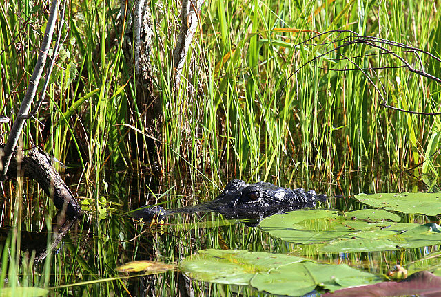 À 10 pied du sentier de la Anhinga Trail