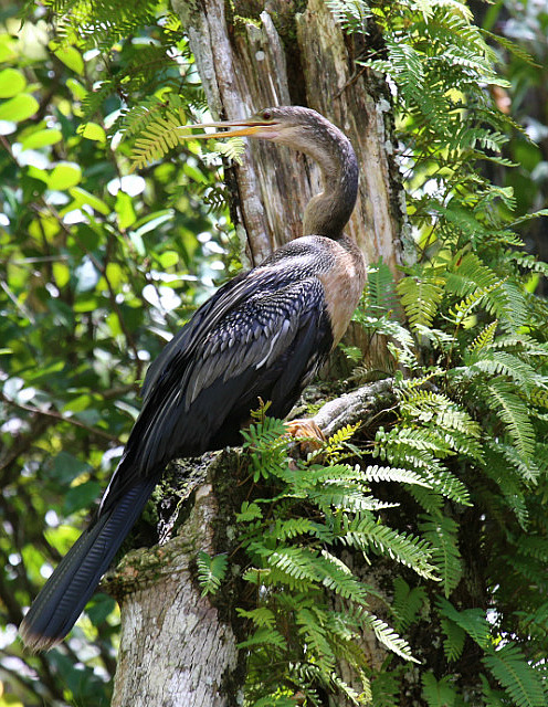 Anhinga dans la loop road