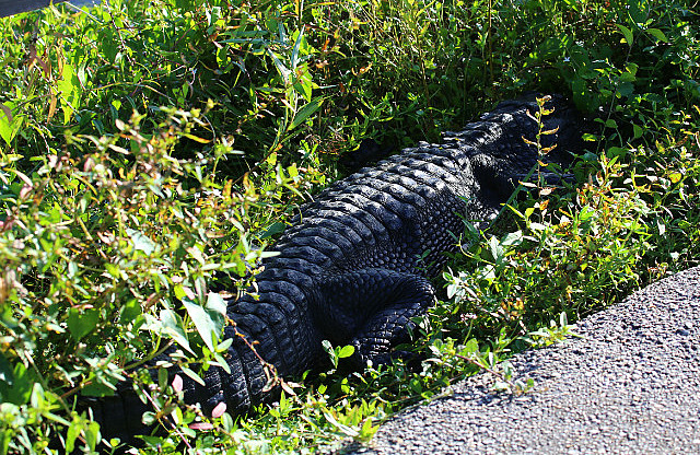 Gator caché près du sentier