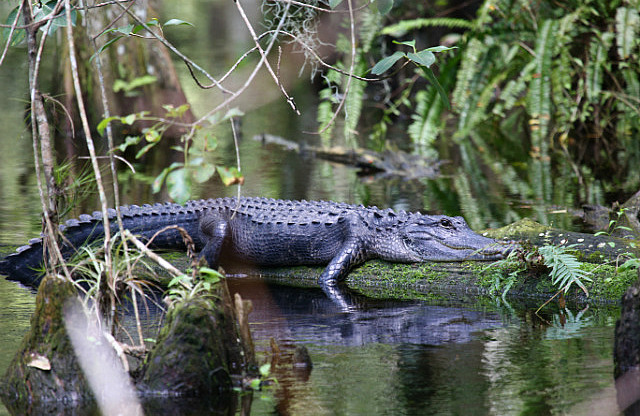 Gator dans la loop road