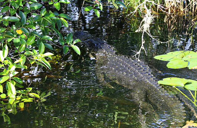 Gator en déplacement - Anhinga Trail