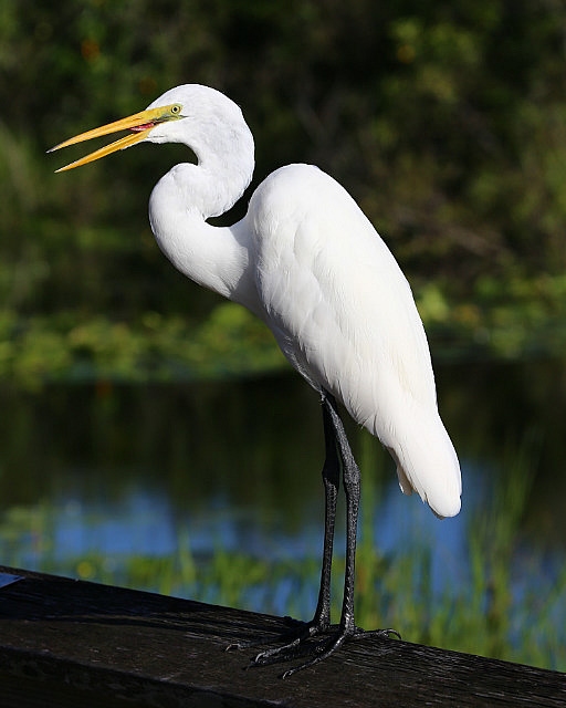 Ibis dans la Anhinga Trail