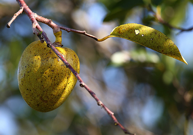 La pomme d'étang, fruit préféré des aligators