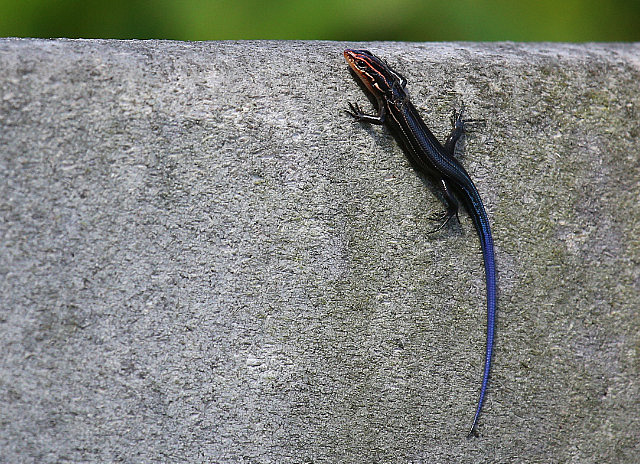 Petit lésard coloré