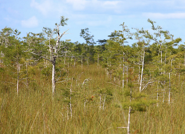 Pinède au centre des Everglades