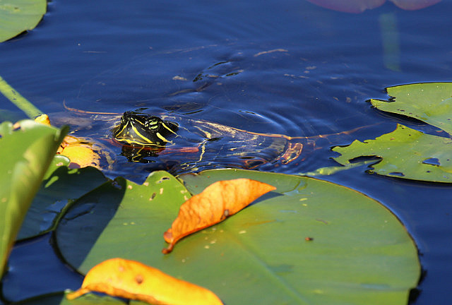 Tortue de rivière - Anhinga Trail