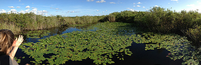 Vue de l'étang à Anhinga Trail