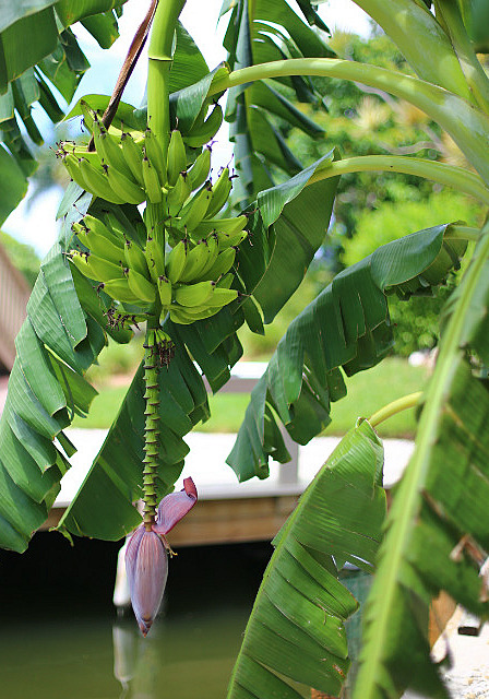 Bananes à portée de main