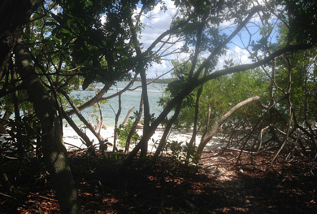 Dans les mangroves de l'île