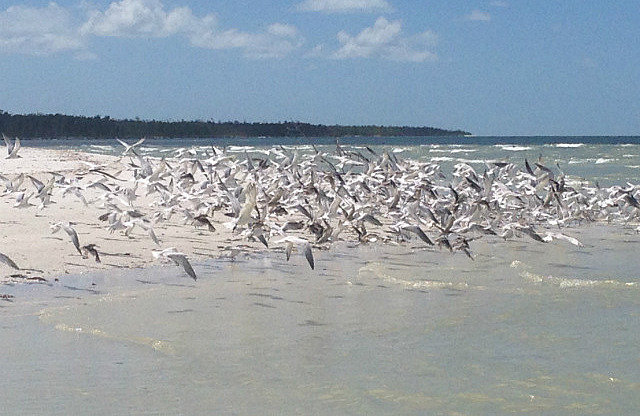 Oiseaux sur Dickmans island