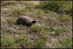 Petite tortue de mer