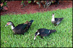 Canards à notre hôtel de Homestead