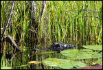 À 10 pied du sentier de la Anhinga Trail