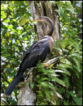 Anhinga dans la loop road