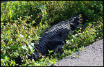 Gator caché près du sentier