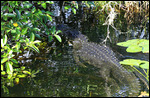 Gator en déplacement - Anhinga Trail