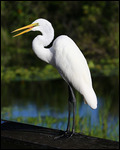 Ibis dans la Anhinga Trail