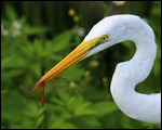 Ibis à l'heure du repas - Anhinga Trail