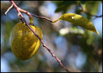 La pomme d'étang, fruit préféré des aligators