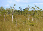 Pinède au centre des Everglades