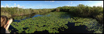 Vue de l'étang à Anhinga Trail