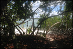 Dans les mangroves de l'île