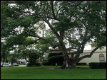 Arbre sur la 2e avenue