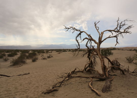 Mesquite Sand Dunes