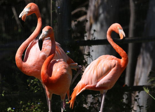 Zoo de San Diego