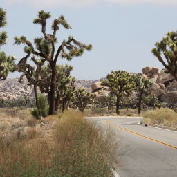 Parc National de Joshua Tree