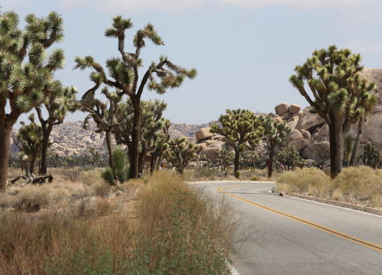 Joshua Tree National Park